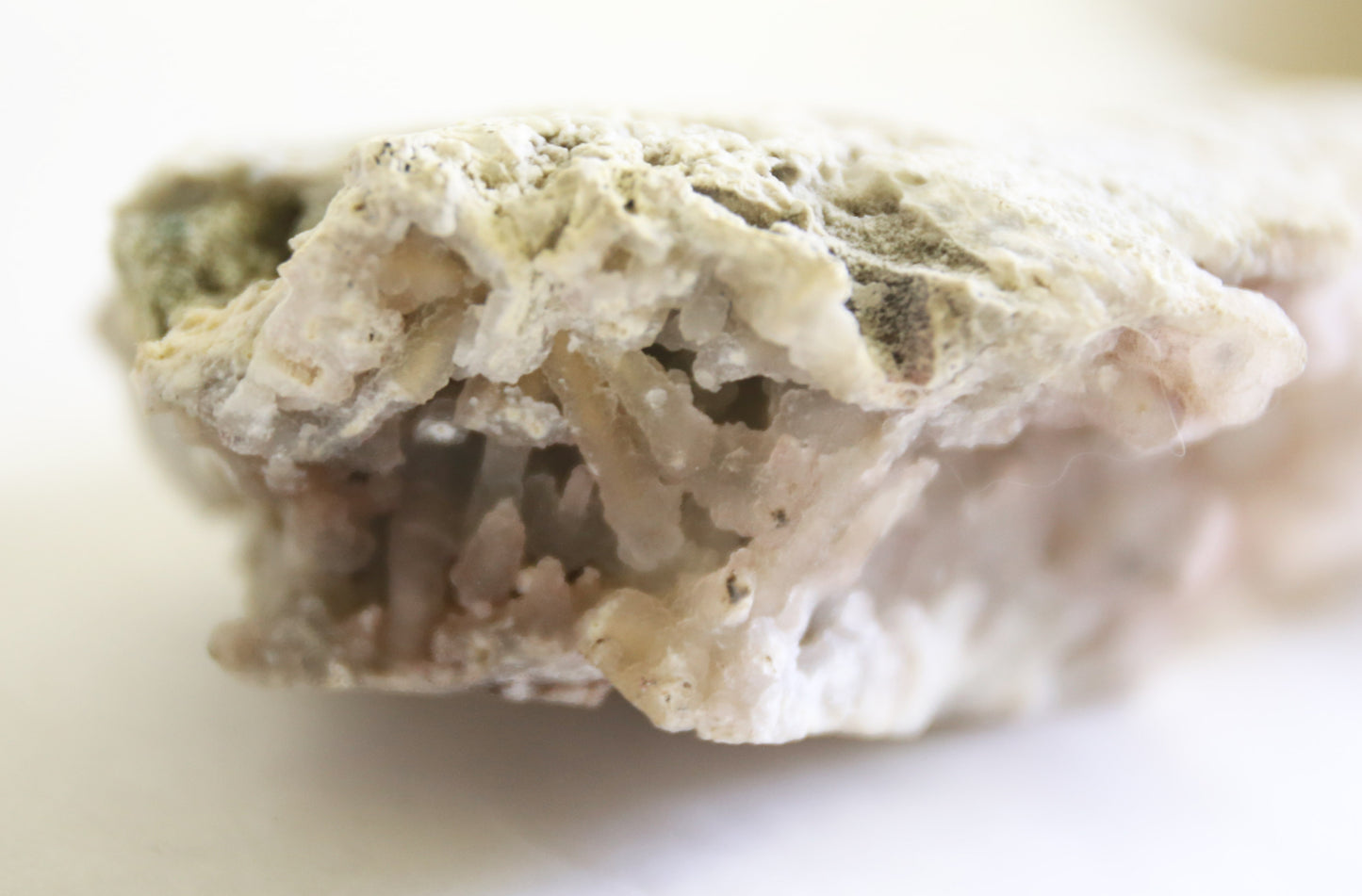 Large Fossilized Coral Specimen