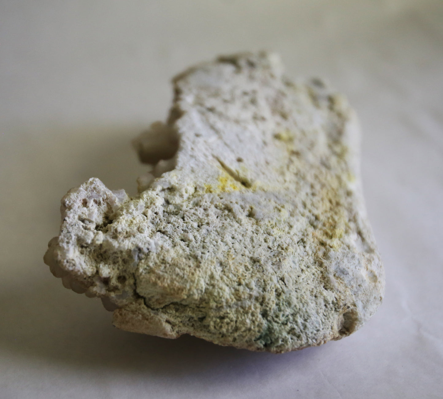 Large Fossilized Coral Specimen