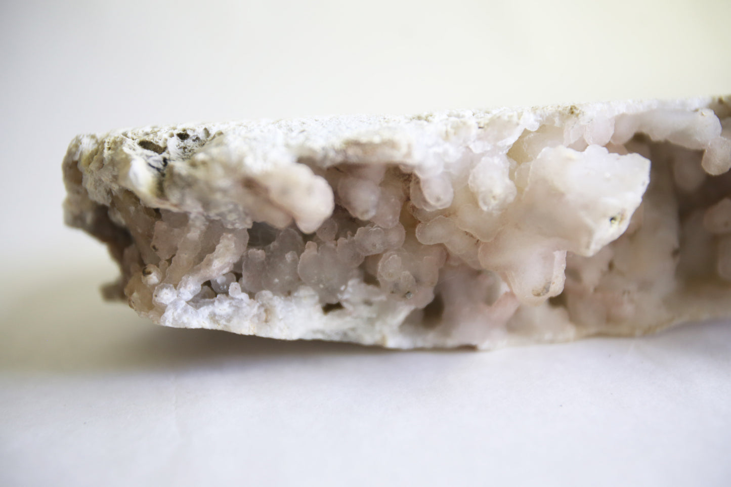 Large Fossilized Coral Specimen