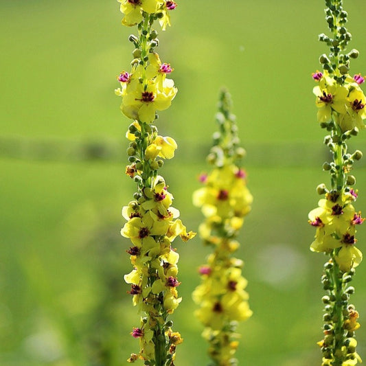 Mullein Tincture