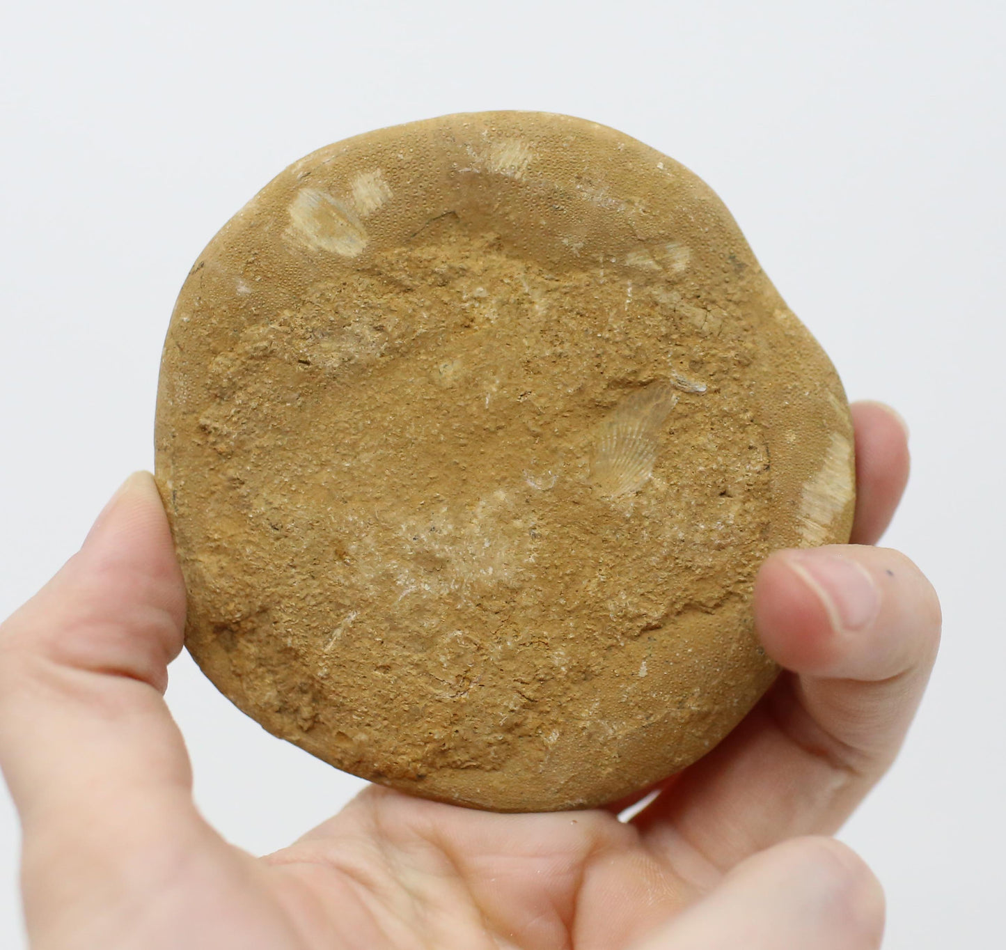Etoile De Mer Fossil