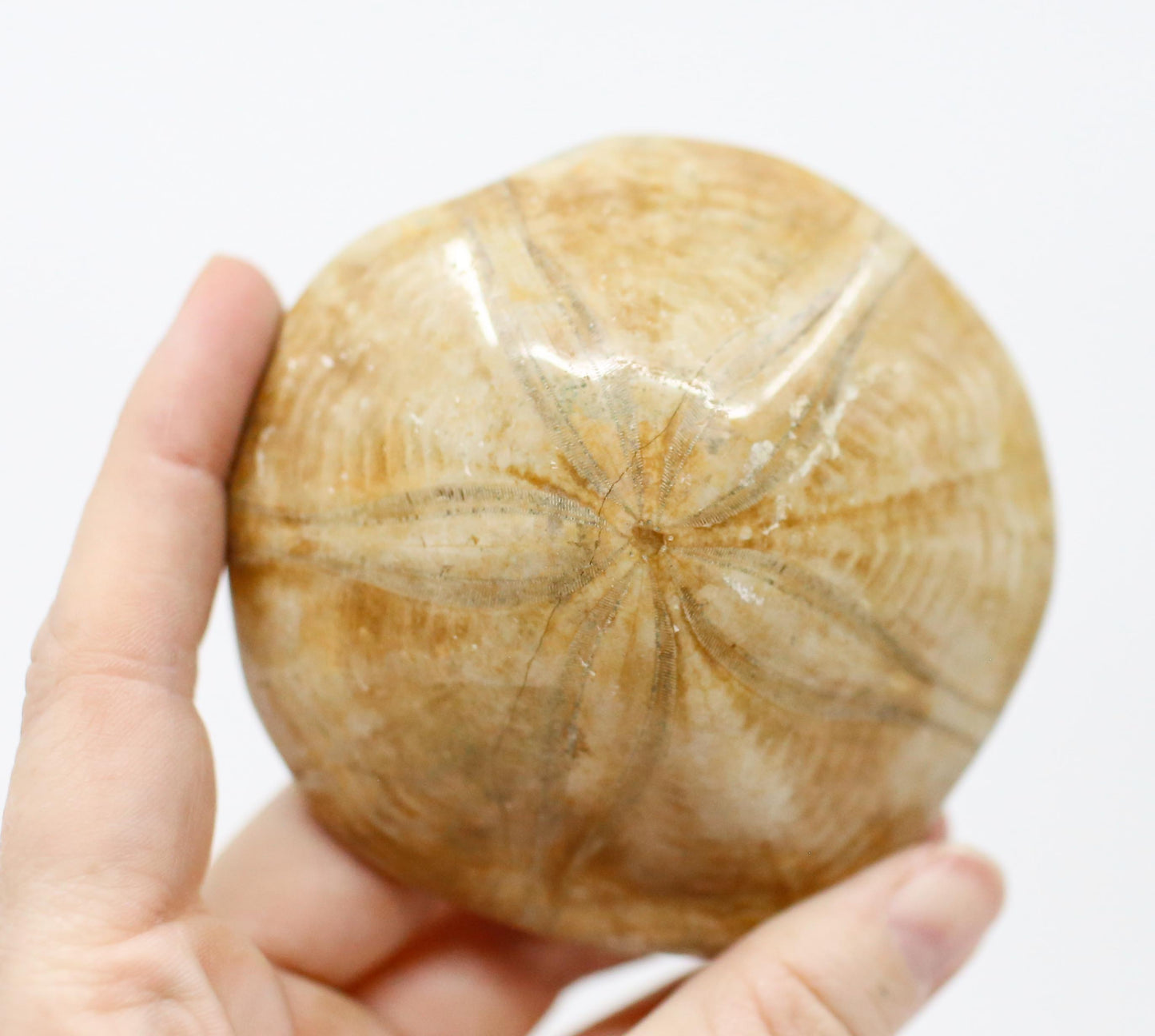 Etoile De Mer Fossil