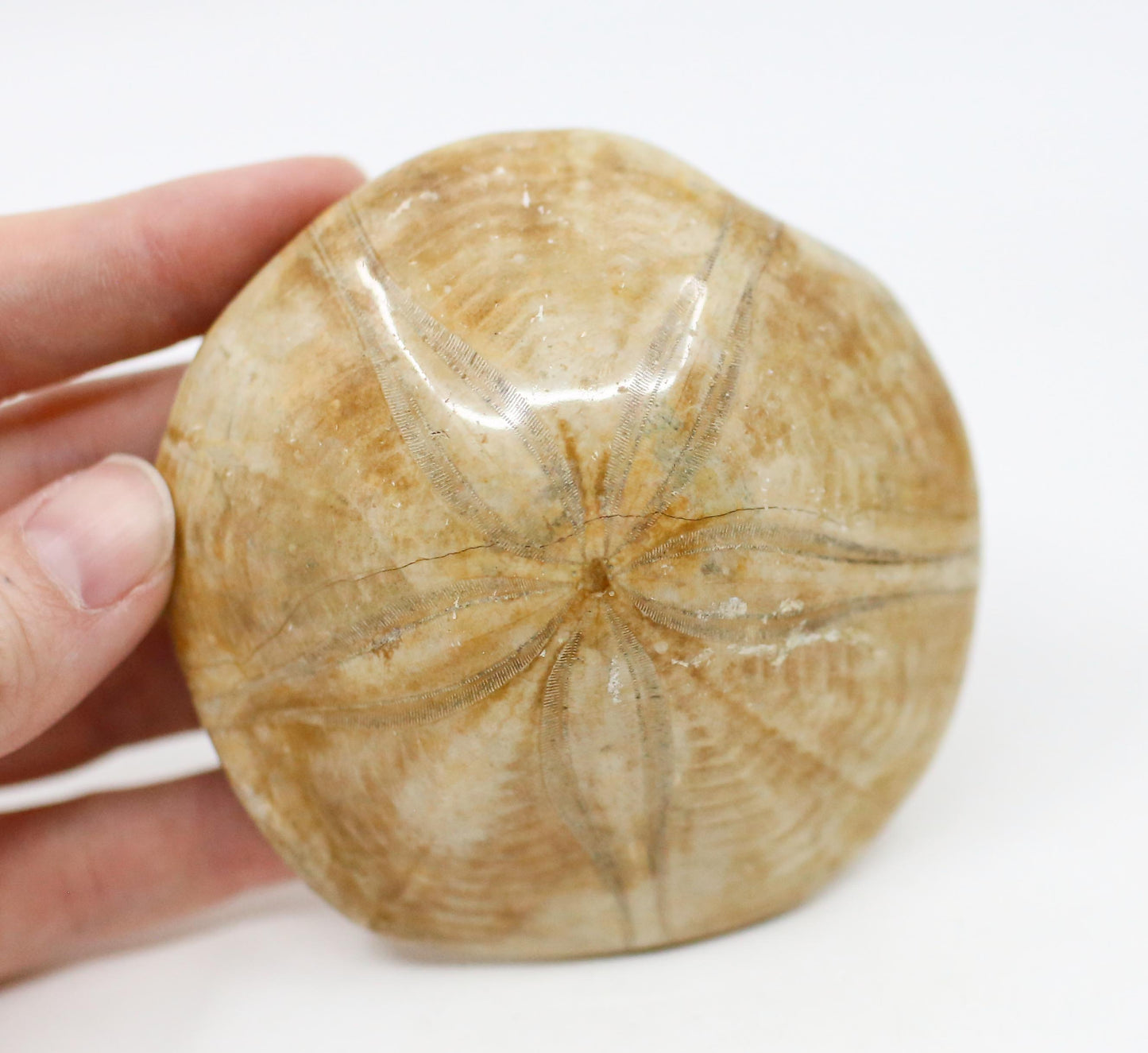 Etoile De Mer Fossil
