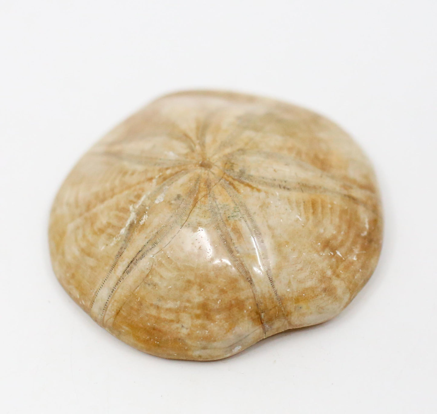 Etoile De Mer Fossil