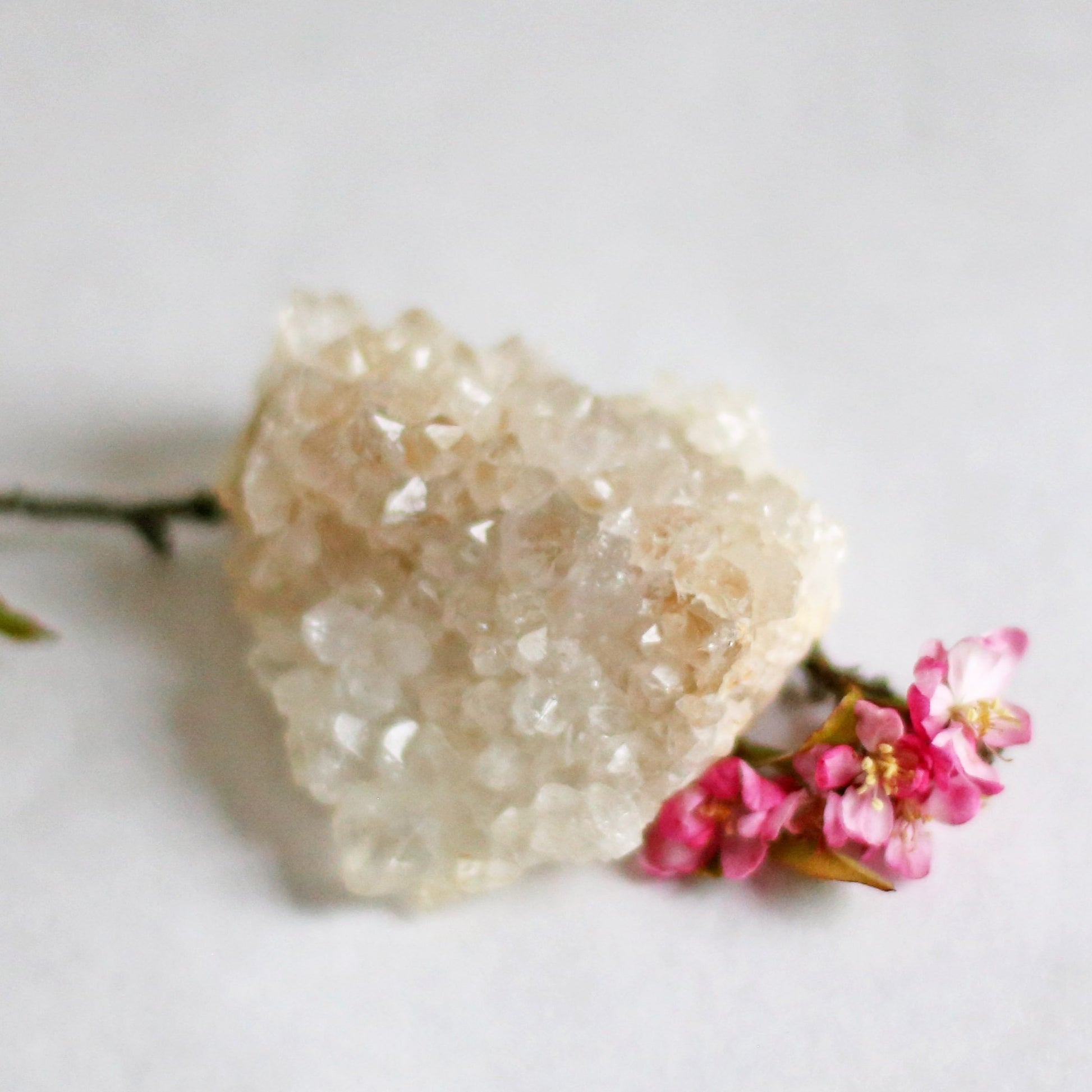 the little magic herbal shop - the little magic herbal shop