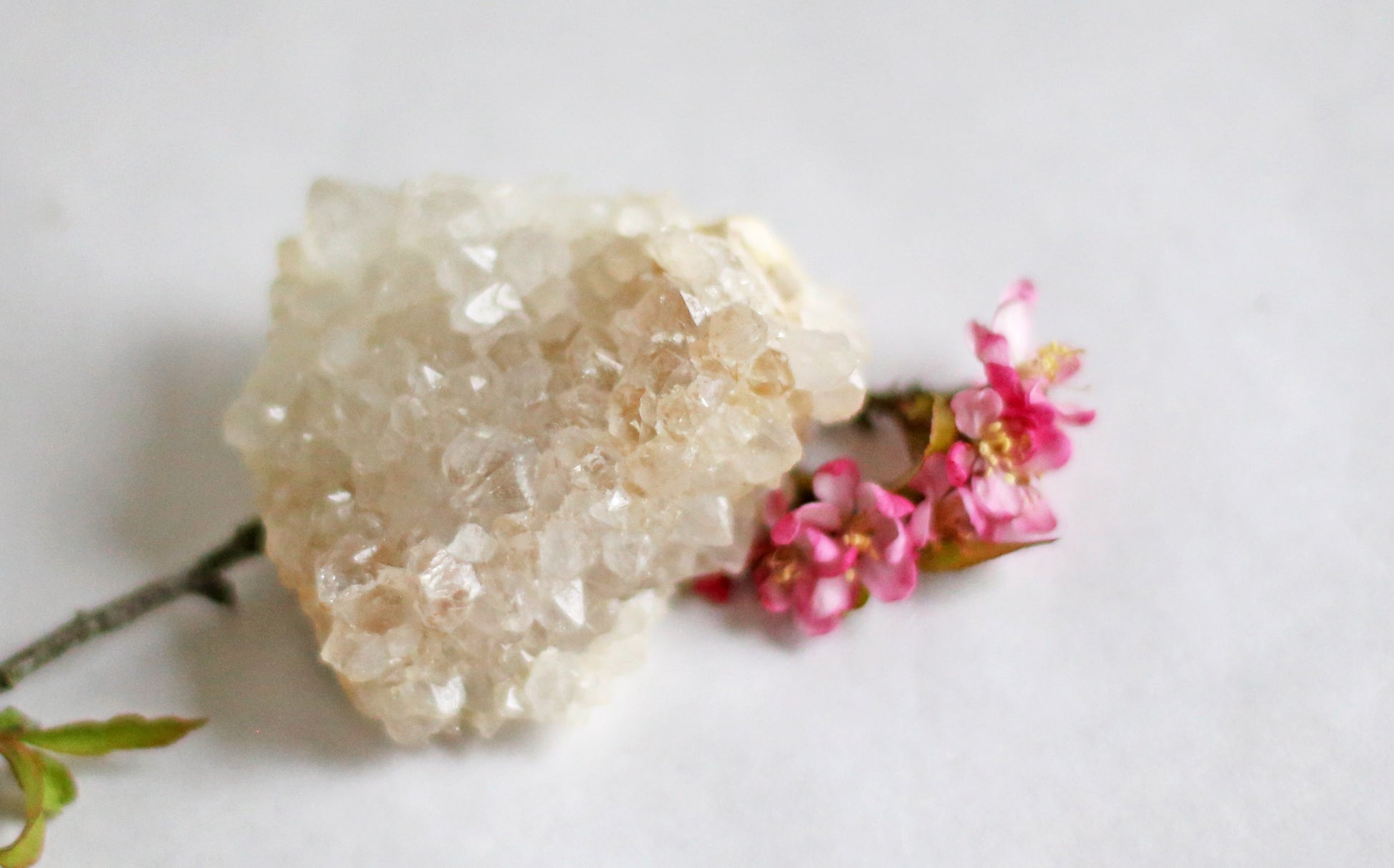 the little magic herbal shop - the little magic herbal shop