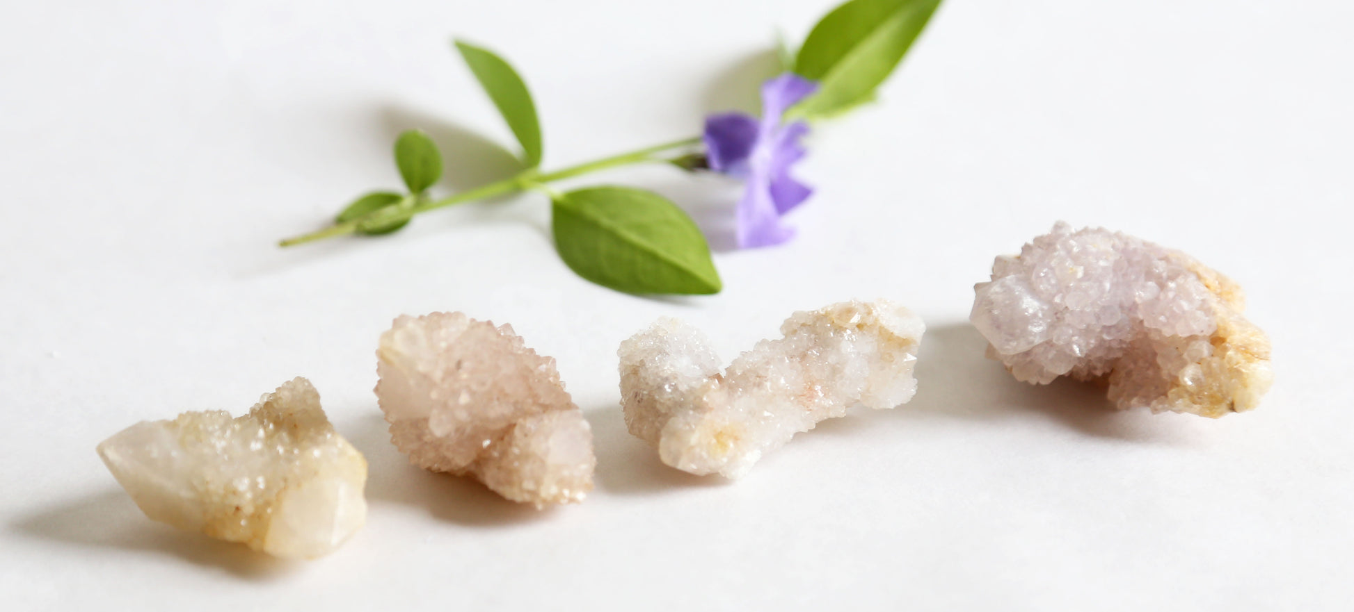 the little magic herbal shop - the little magic herbal shop