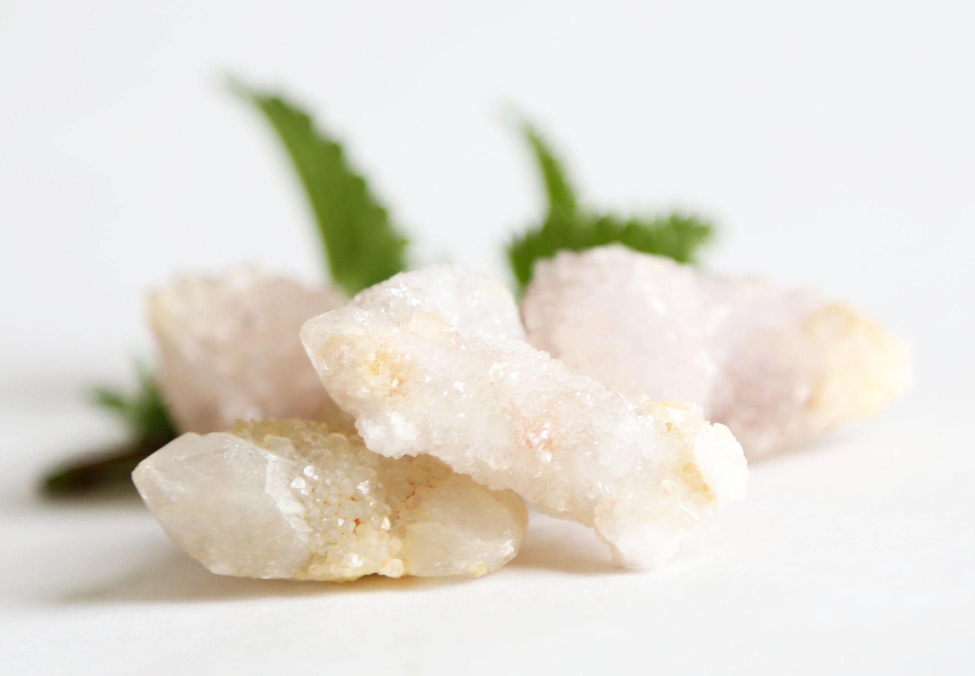 the little magic herbal shop - the little magic herbal shop